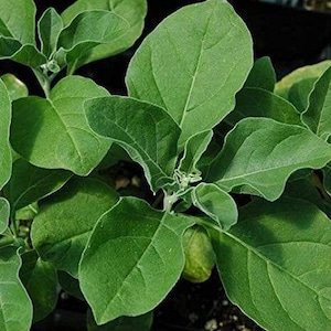 Ashwagandha (Withania somnifera) GRAINES