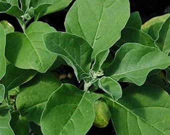 Ashwagandha (Withania somnifera) GRAINES