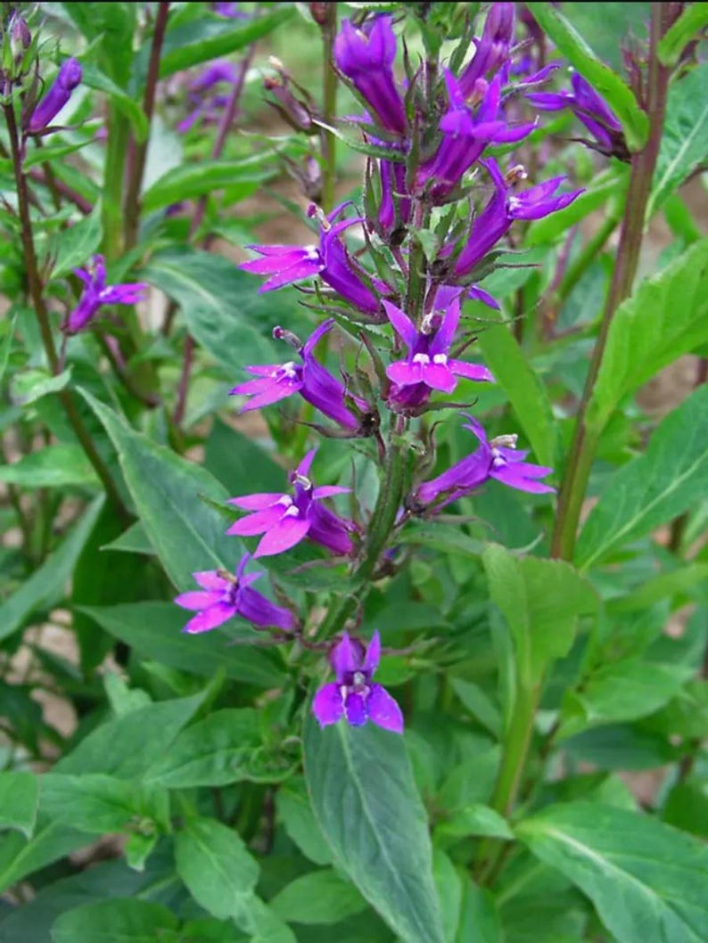 KevanCraftsAndSeeds Lobelia Seeds - Thumbnail 2