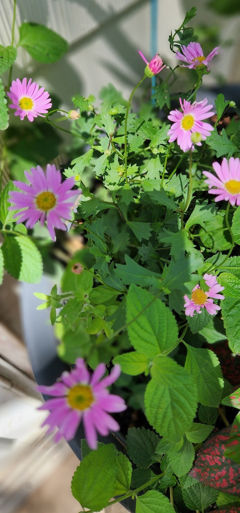 Brachycome Swan River Daisy Seeds - Thumbnail 5