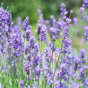 English Lavender (Lavandula Angustifolia) SEEDS