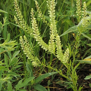 May include: A close-up of a green plant with long, thin stems and small, white flowers. The plant is growing in a field of grass.