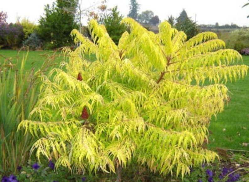 KevanCraftsAndSeeds Staghorn Cutleaf Sumac TigerEyes - Thumbnail 4
