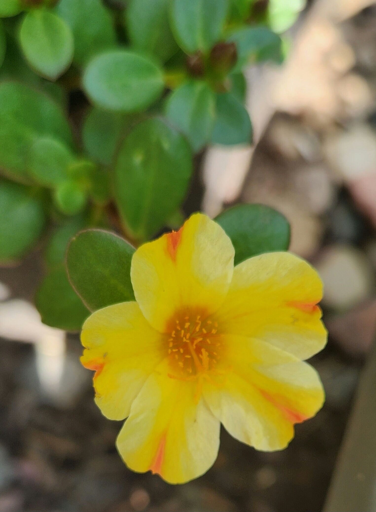 Lemon Twist Portulaca Purslane (portulaca grandiflora) Flower Seeds