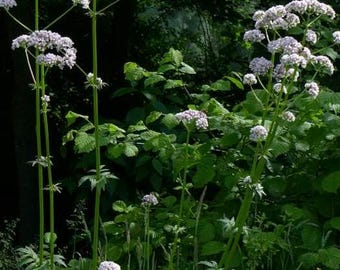 Valerian seeds (valeriana officinalis)