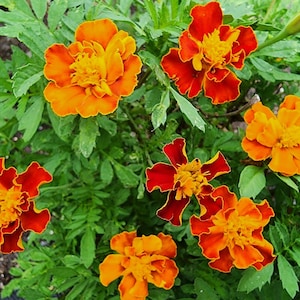 May include: A close-up of marigold flowers in full bloom. The flowers display vibrant colors, with petals ranging from deep red to bright orange and yellow. The flowers are surrounded by green foliage.
