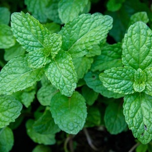 Peppermint (Mentha piperita) Seeds