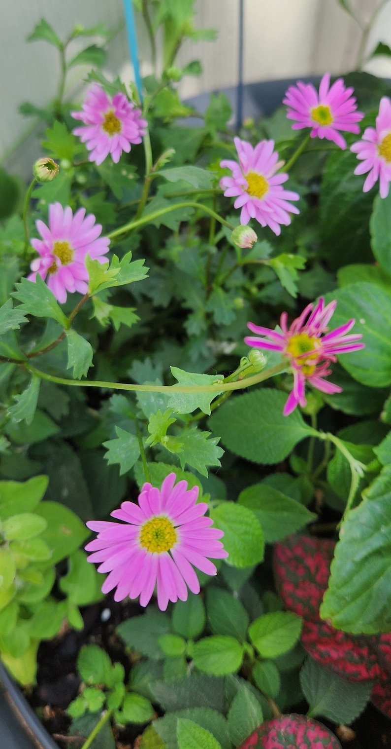 Brachycome Swan River Daisy Seeds - Thumbnail 4