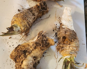 Horseradish (Cochlearia armoracia), ROOT pieces for planting