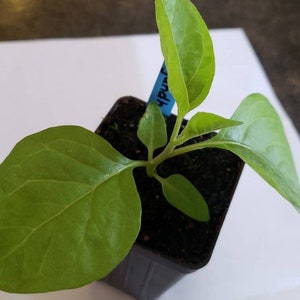 Nasiona ashwagandhy (Withania somnifera) zdjęcie 3