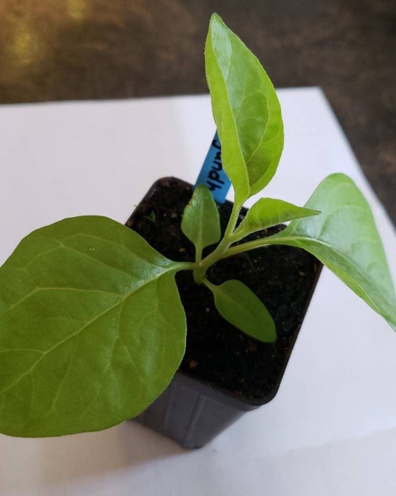 Nasiona ashwagandhy (Withania somnifera) zdjęcie 3