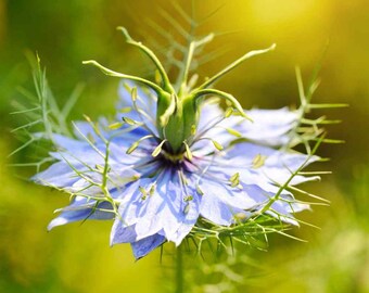 Black Cumin, (Nigella Sativa) SEEDS