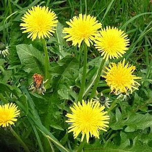 May include: A close-up of a group of yellow dandelions in bloom. The flowers are surrounded by green grass.