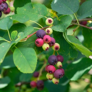 Service Berry Bush SEEDS (Amelanchier arborea)