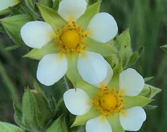 Prairie Cinquefoil Seeds (potentilla arguta)