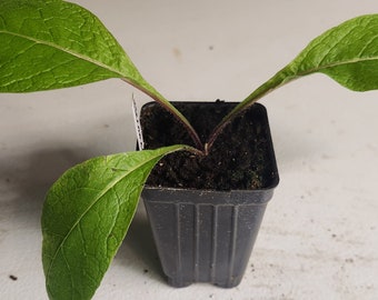 Elecampane seedling plants (Unula helenium), organic