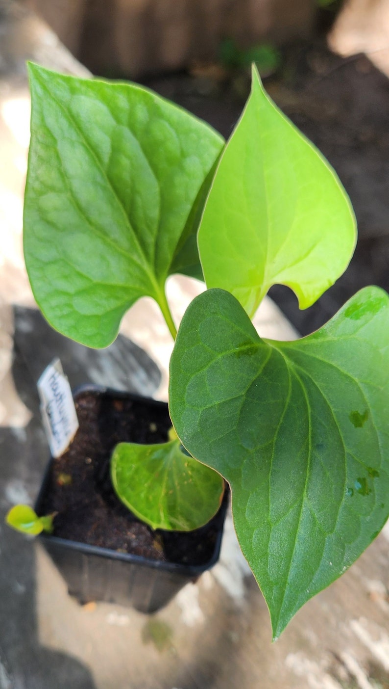 KevanCraftsAndSeeds Houttuynia Cordata Seeds - Thumbnail 2