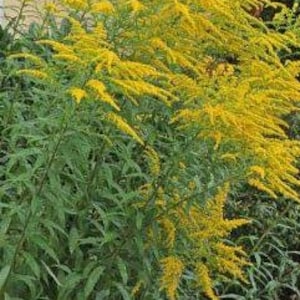 Semillas de vara de oro (Solidago Virgaurea), vara de oro europea