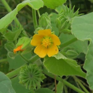 Puede incluir: Primer plano de una flor amarilla con cinco pétalos y un centro verde. La flor está rodeada de hojas verdes.