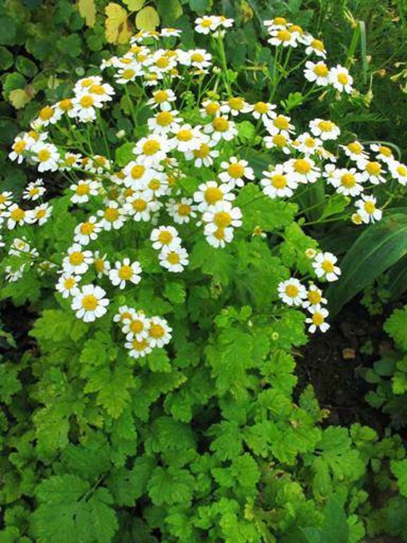 Feverfew seeds Tanacetum parthenium, organic image 2