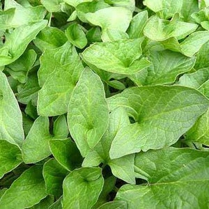 Good King Henry (Chenopodium bonus-henricus) SEEDS