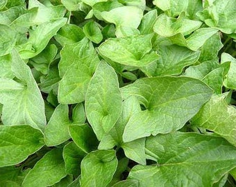 グッドキングヘンリー（Chenopodium bonus-henricus）種子