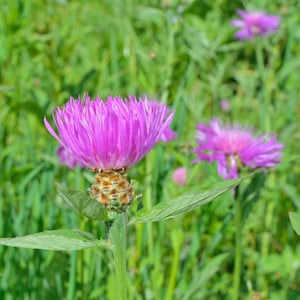 May include: A close-up of a pink flower with a brown center. The flower is in focus, while the background is blurred. The flower is surrounded by green grass.