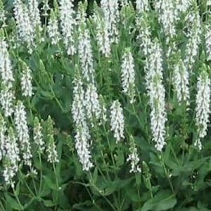 White Salvia SEEDS