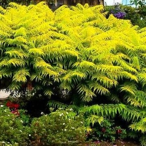 Zumaque de asta de ciervo 'TigerEyes' (rhus typhina), SEMILLAS