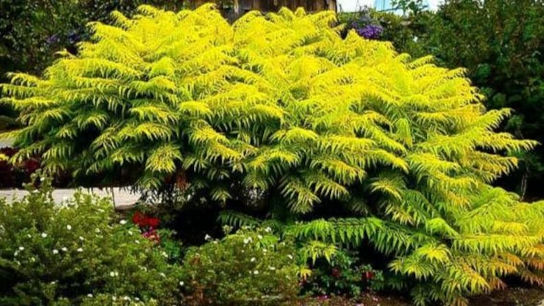 KevanCraftsAndSeeds Staghorn Cutleaf Sumac TigerEyes