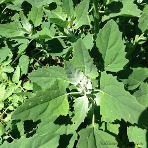 Lambs Quarter, wild spinich (Chenopodium album) SEEDS