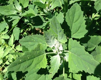 Lambs Quarter, wild spinich (Chenopodium album) SEEDS
