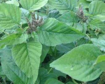 Green Amaranth, common (Amaranthus viridis) Seeds