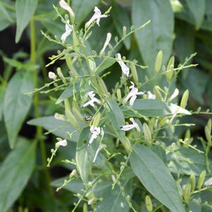 Puede incluir: Primer plano de una planta con hojas verdes y pequeñas flores blancas. Las flores tienen una forma delicada de trompeta. Los tallos de la planta son finos y ramificados, con numerosos capullos y flores. Las hojas son ovaladas y de color verde intenso.