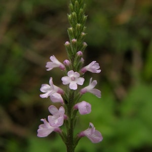 Vervain, European (Verbena officinalis) Seeds