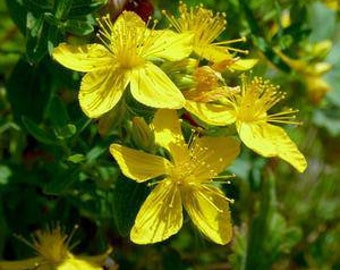 Saint John's Wort (Hypericum perforatum) Seeds