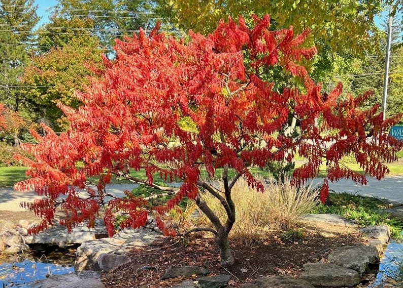 KevanCraftsAndSeeds Staghorn Cutleaf Sumac TigerEyes - Thumbnail 2