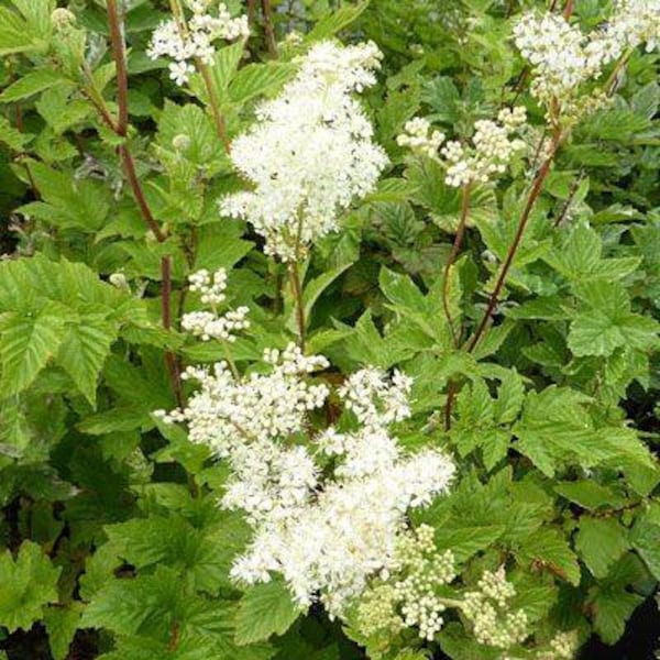 Meadowsweet (Spiraea ulmaria) seeds, organic