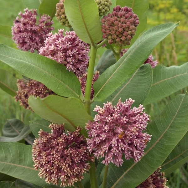 Graines d'asclépiade (Asclepias syriaca),