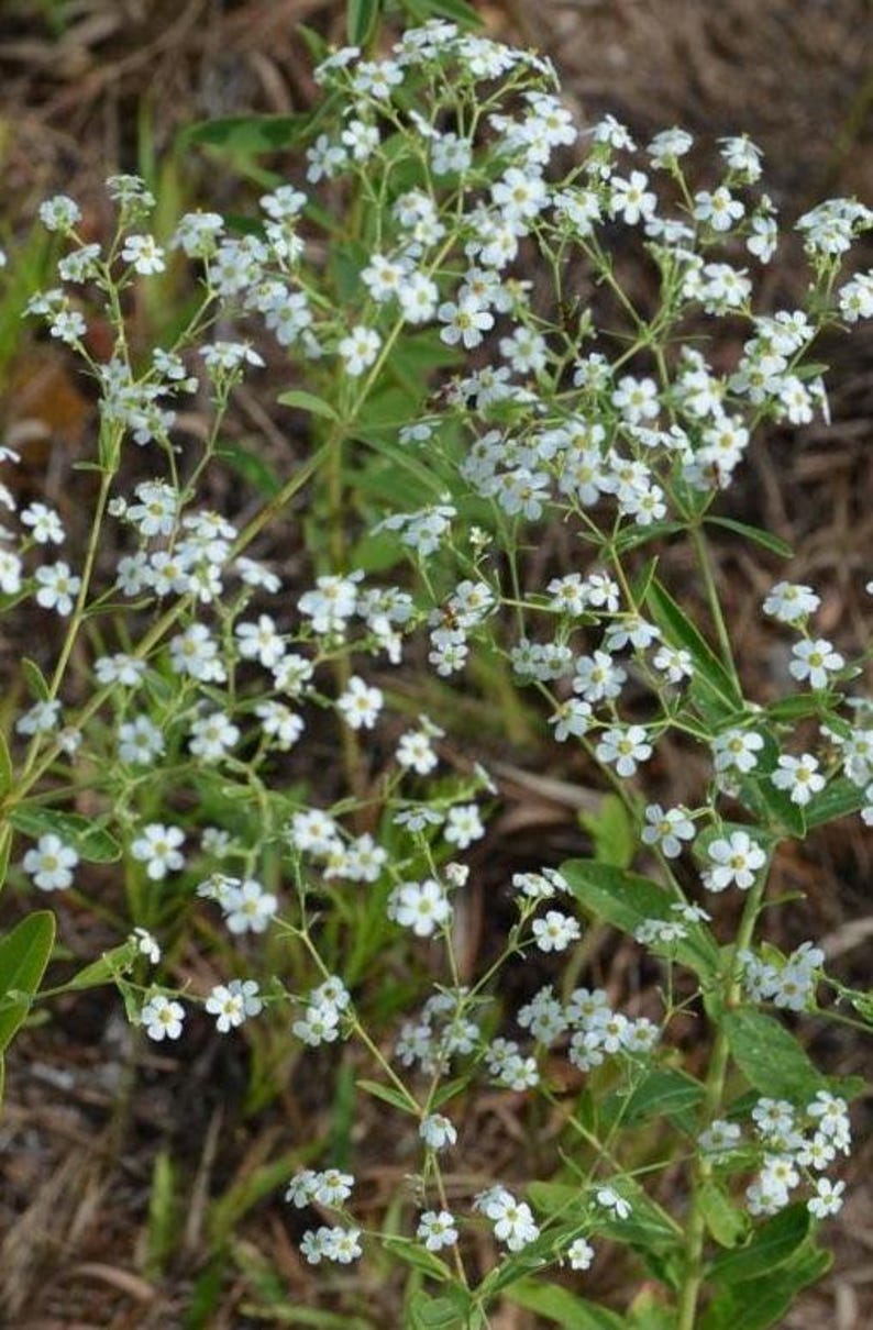 KevanCraftsAndSeeds Flowering Spurge Seeds - Thumbnail 5