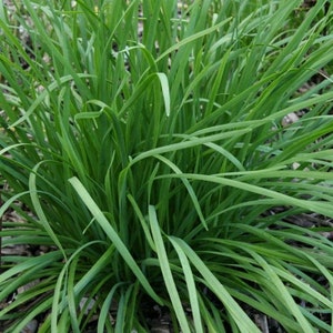 Garlic Chives Seed (Allium tuberosum)