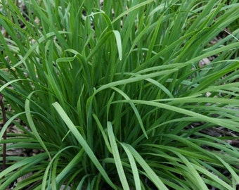 Garlic Chives Seed (Allium tuberosum)