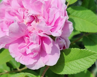 Pink Rose flower Seeds