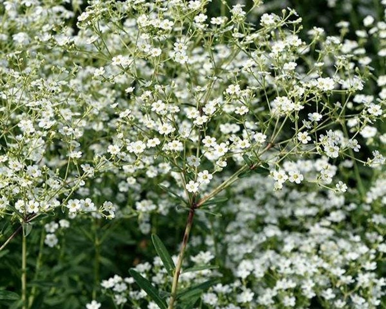 KevanCraftsAndSeeds Flowering Spurge Seeds