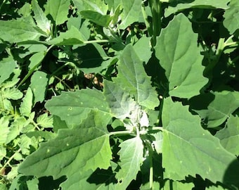 Quartier d'agneau, épinard sauvage (Chenopodium album) GRAINES