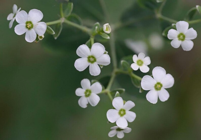 KevanCraftsAndSeeds Flowering Spurge Seeds - Thumbnail 2
