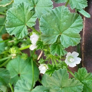 Mallow, common Malva neglecta Seeds, organic image 2