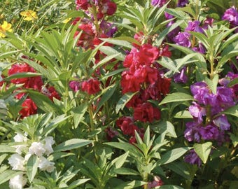 Camilia Flowered Balsam Seeds (Impatiens balsamina)