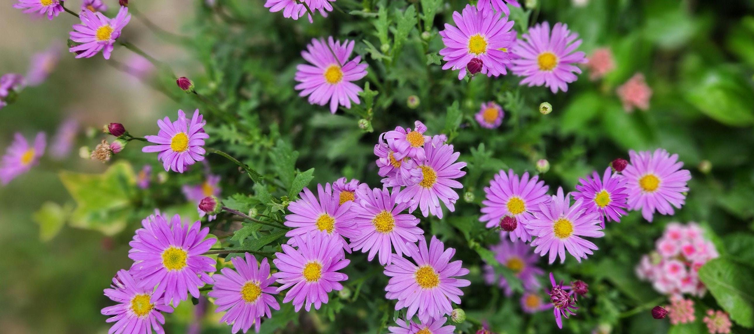 Buy Brachycome (fresco Candy, Pink) Flower Seeds Online in India - Etsy