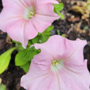 Light Pink Petunia Flower Seeds
